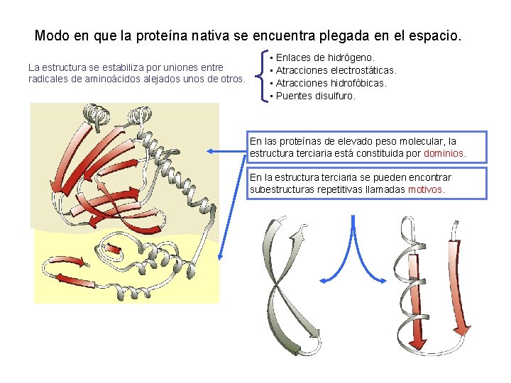 Modo en que la proteína nativa se encuentra plegada en el espacio. La estructura