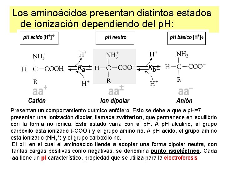 Los aminoácidos presentan distintos estados de ionización dependiendo del p. H: Presentan un comportamiento