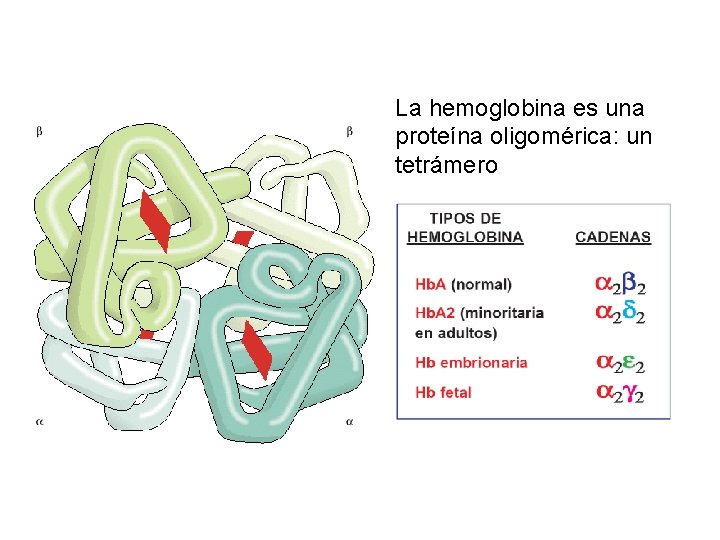 La hemoglobina es una proteína oligomérica: un tetrámero 