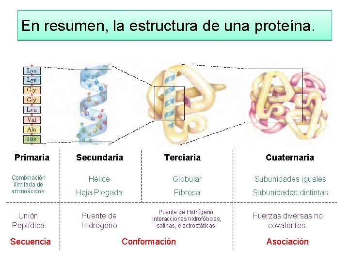 En resumen, la estructura de una proteína. Primaria Secundaria Terciaria Cuaternaria Combinación ilimitada de