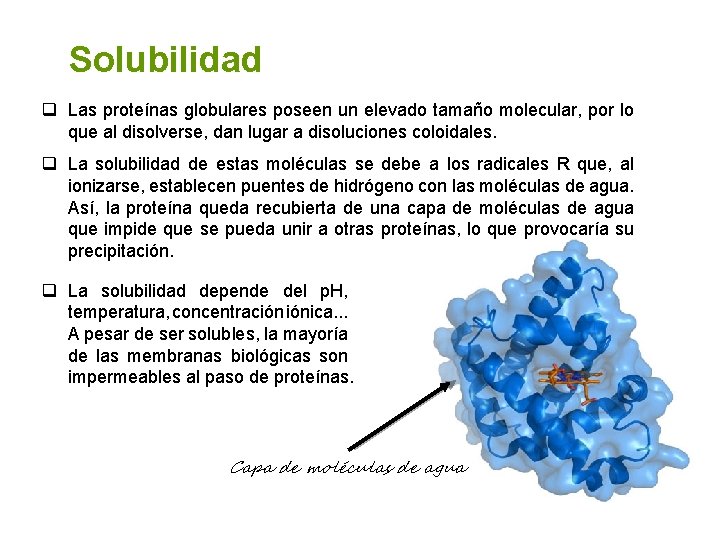 Solubilidad Las proteínas globulares poseen un elevado tamaño molecular, por lo que al disolverse,