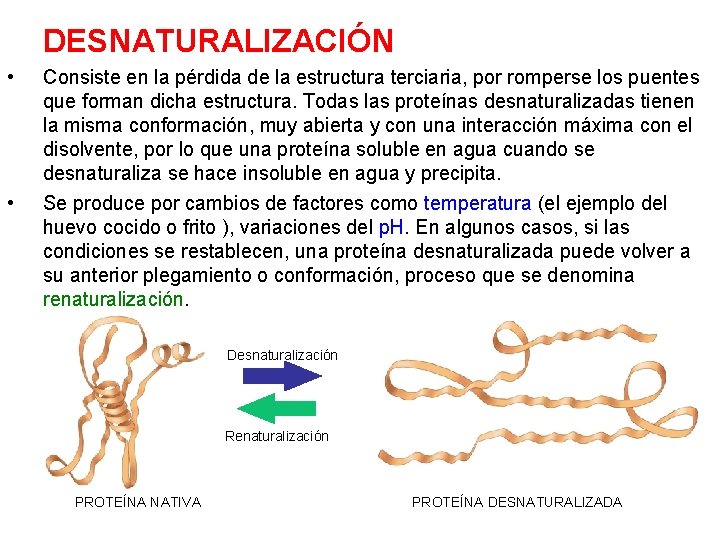 DESNATURALIZACIÓN • • Consiste en la pérdida de la estructura terciaria, por romperse los