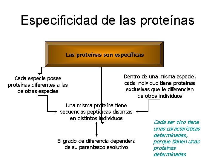 Especificidad de las proteínas Las proteínas son específicas Cada especie posee proteínas diferentes a