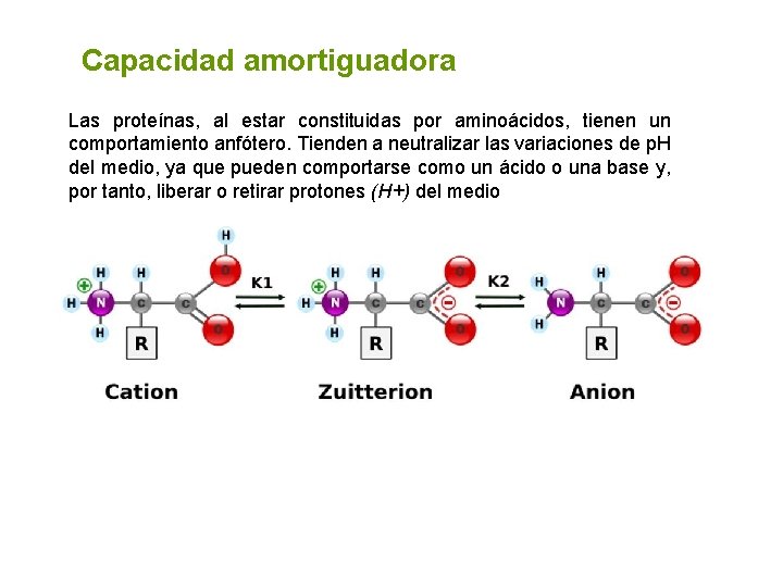 Capacidad amortiguadora Las proteínas, al estar constituidas por aminoácidos, tienen un comportamiento anfótero. Tienden