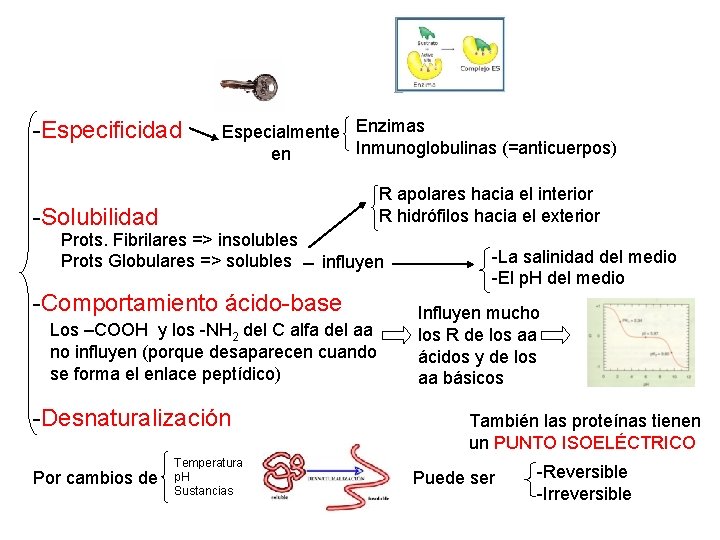 determi -Especificidad na Especialmente Enzimas Inmunoglobulinas (=anticuerpos) en determi Las na funciones biológicas de