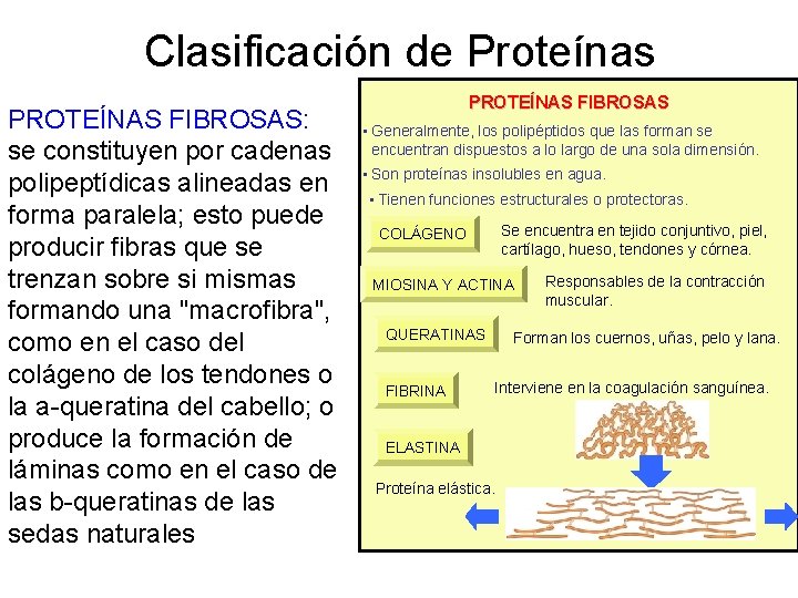 Clasificación de Proteínas PROTEÍNAS FIBROSAS: se constituyen por cadenas polipeptídicas alineadas en forma paralela;