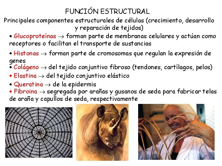 FUNCIÓN ESTRUCTURAL Principales componentes estructurales de células (crecimiento, desarrollo y reparación de tejidos) Glucoproteínas