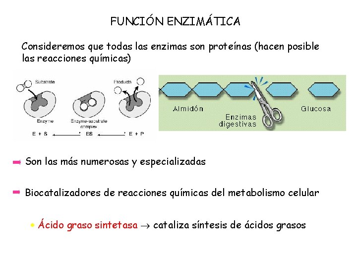 FUNCIÓN ENZIMÁTICA Consideremos que todas las enzimas son proteínas (hacen posible las reacciones químicas)