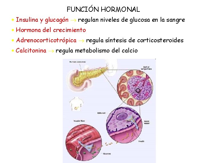FUNCIÓN HORMONAL Insulina y glucagón regulan niveles de glucosa en la sangre Hormona del