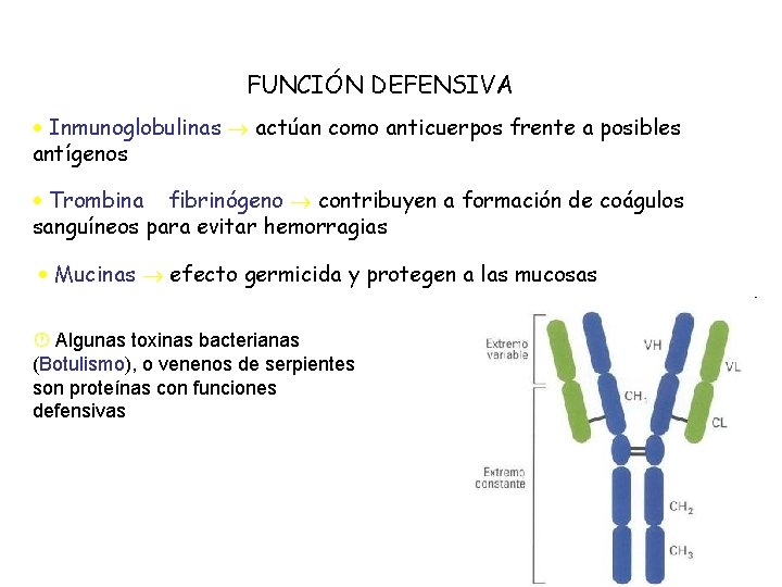 FUNCIÓN DEFENSIVA Inmunoglobulinas actúan como anticuerpos frente a posibles antígenos Trombina y fibrinógeno contribuyen