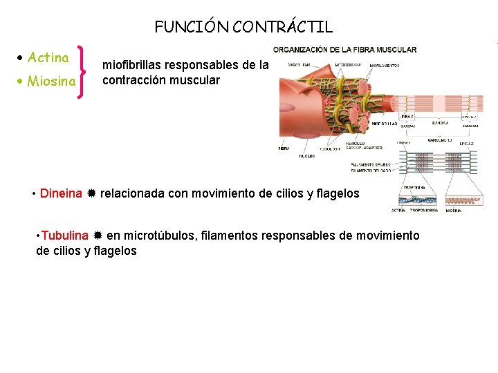 FUNCIÓN CONTRÁCTIL Actina Miosina miofibrillas responsables de la contracción muscular • Dineina relacionada con