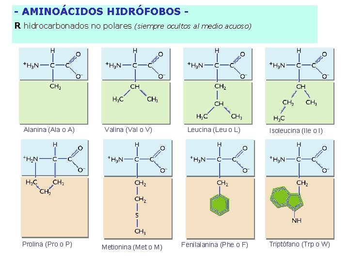 - AMINOÁCIDOS HIDRÓFOBOS R hidrocarbonados no polares Alanina (Ala o A) Prolina (Pro o