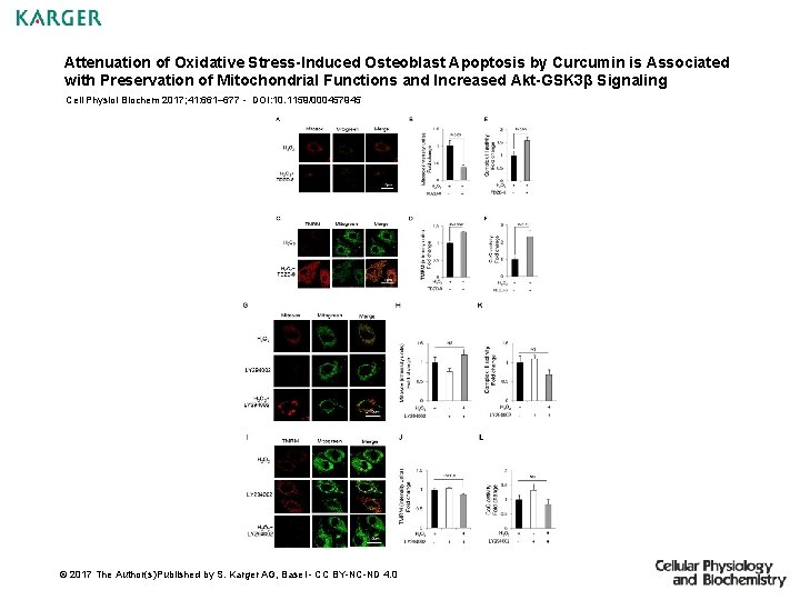 Attenuation of Oxidative StressInduced Osteoblast Apoptosis by Curcumin