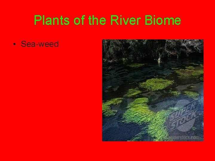 Plants of the River Biome • Sea-weed 