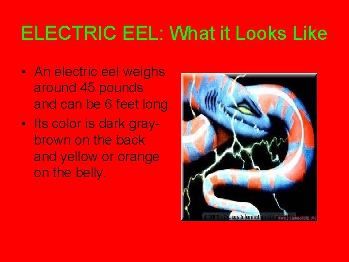 ELECTRIC EEL: What it Looks Like • An electric eel weighs around 45 pounds