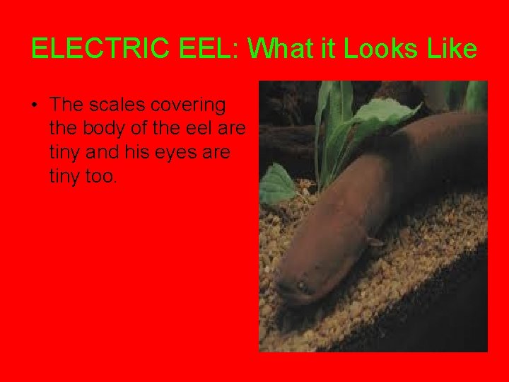 ELECTRIC EEL: What it Looks Like • The scales covering the body of the