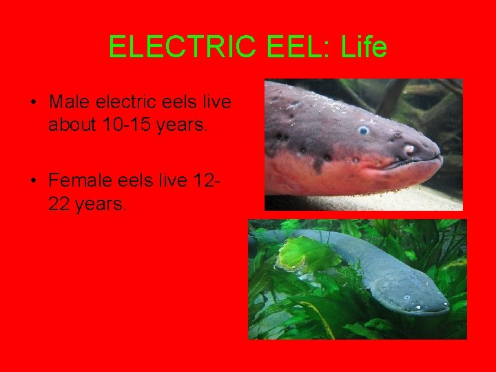 ELECTRIC EEL: Life • Male electric eels live about 10 -15 years. • Female