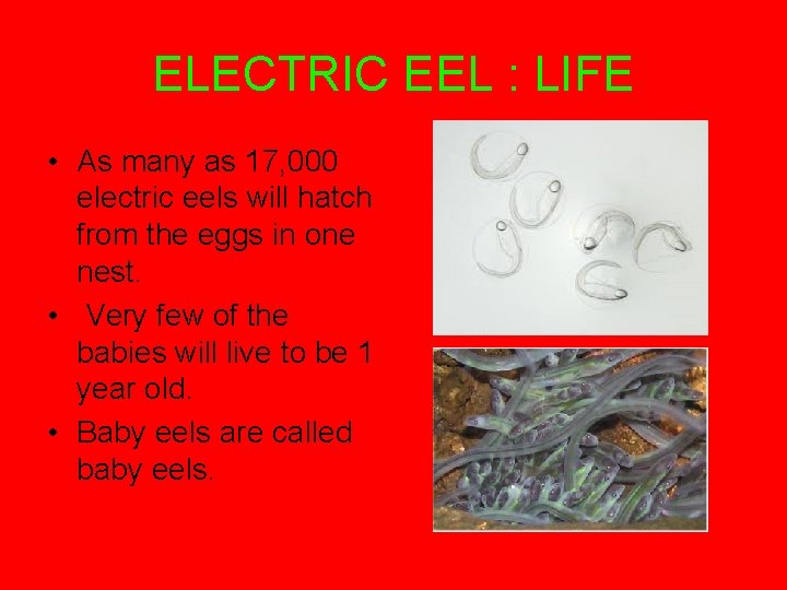 ELECTRIC EEL : LIFE • As many as 17, 000 electric eels will hatch