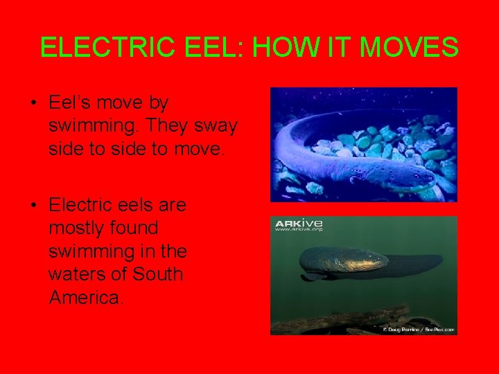 ELECTRIC EEL: HOW IT MOVES • Eel’s move by swimming. They sway side to