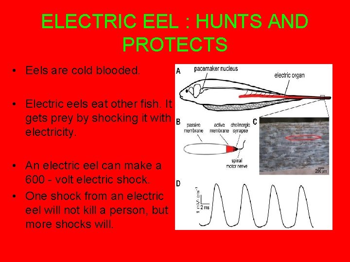 ELECTRIC EEL : HUNTS AND PROTECTS • Eels are cold blooded. • Electric eels