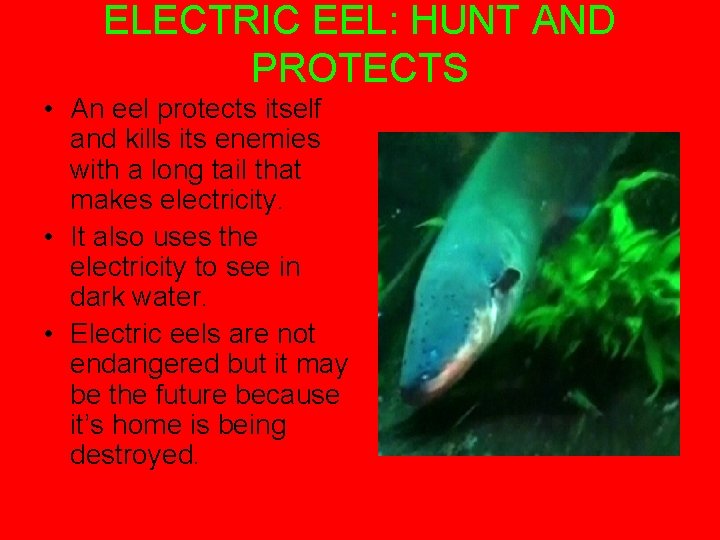 ELECTRIC EEL: HUNT AND PROTECTS • An eel protects itself and kills its enemies