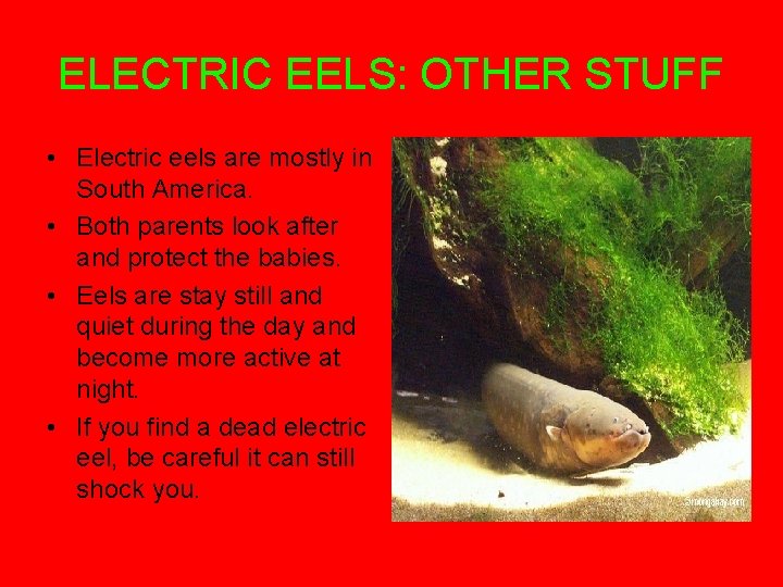 ELECTRIC EELS: OTHER STUFF • Electric eels are mostly in South America. • Both