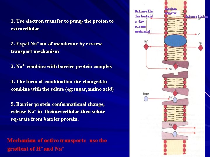 1. Use electron transfer to pump the proton to extracellular 2. Expel Na+ out