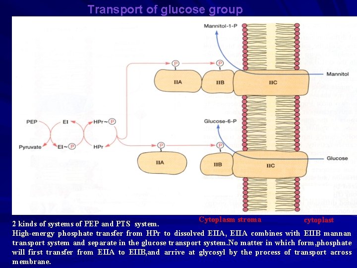 Transport of glucose group translocation Cytoplasm stroma cytoplast 2 kinds of systems of PEP