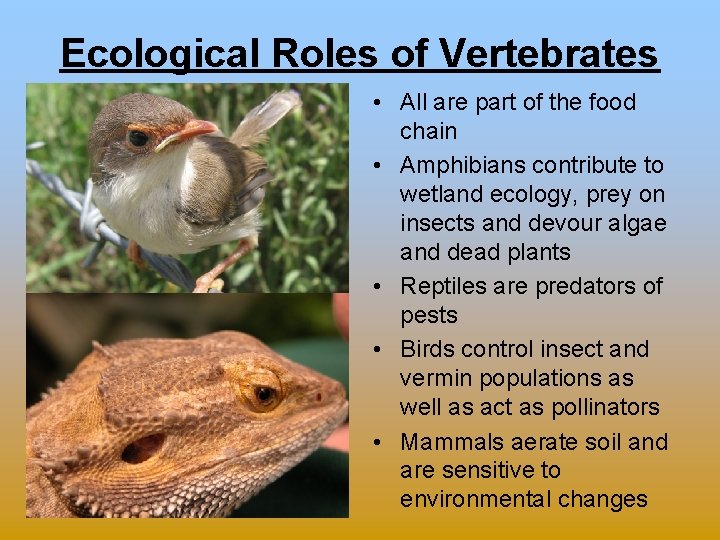 Ecological Roles of Vertebrates • All are part of the food chain • Amphibians