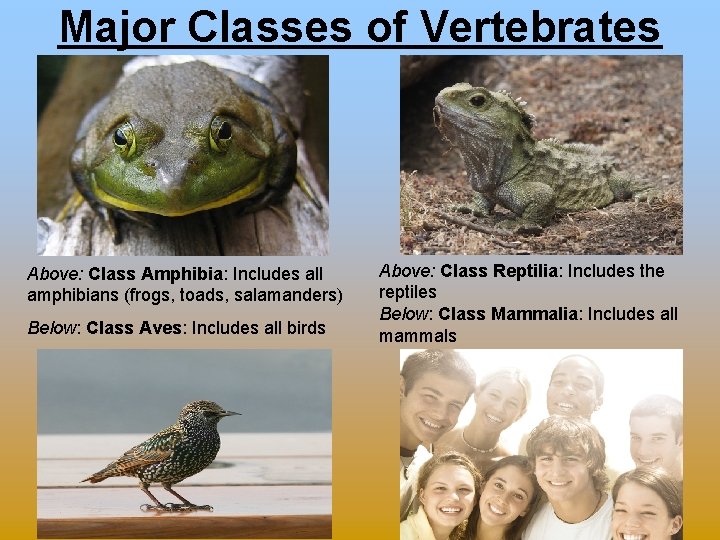 Major Classes of Vertebrates Above: Class Amphibia: Includes all amphibians (frogs, toads, salamanders) Below: