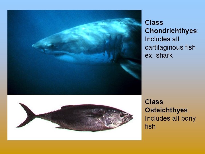 Class Chondrichthyes: Includes all cartilaginous fish ex. shark Class Osteichthyes: Includes all bony fish
