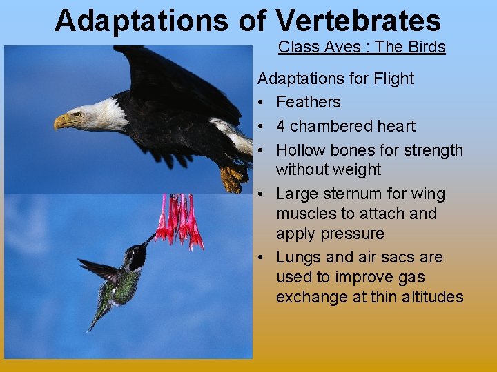 Adaptations of Vertebrates Class Aves : The Birds Adaptations for Flight • Feathers •