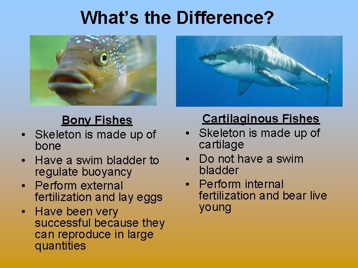 What’s the Difference? • • Bony Fishes Skeleton is made up of bone Have