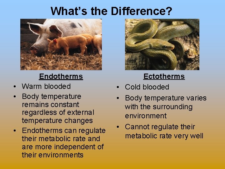 What’s the Difference? Endotherms • Warm blooded • Body temperature remains constant regardless of