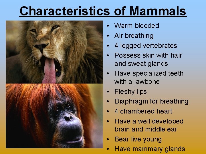 Characteristics of Mammals • • • Warm blooded Air breathing 4 legged vertebrates Possess