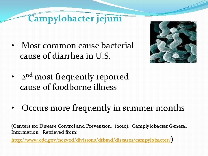 Campylobacter jejuni • Most common cause bacterial cause of diarrhea in U. S. •