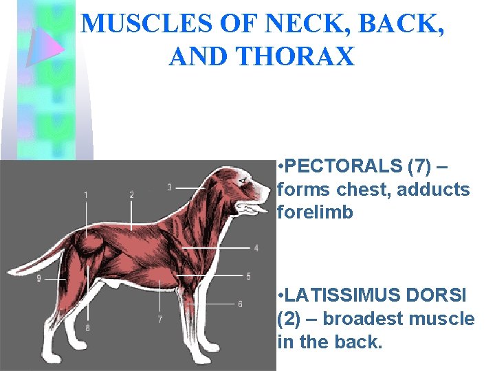 MUSCLES OF NECK, BACK, AND THORAX • PECTORALS (7) – forms chest, adducts forelimb
