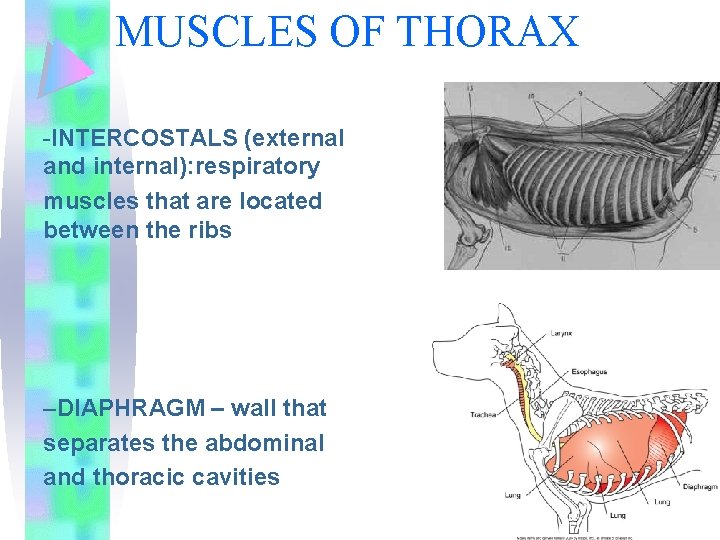 MUSCLES OF THORAX -INTERCOSTALS (external and internal): respiratory muscles that are located between the