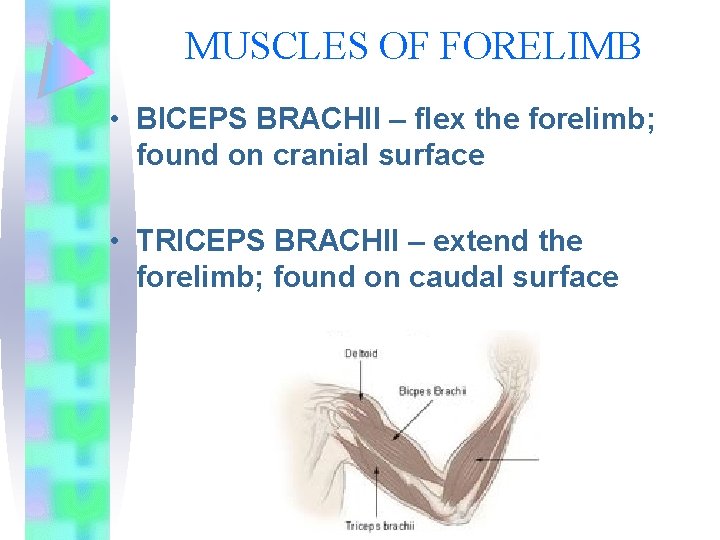 MUSCLES OF FORELIMB • BICEPS BRACHII – flex the forelimb; found on cranial surface