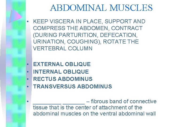 ABDOMINAL MUSCLES • KEEP VISCERA IN PLACE, SUPPORT AND COMPRESS THE ABDOMEN, CONTRACT (DURING