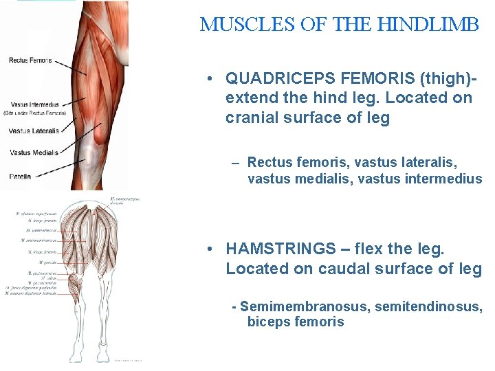 MUSCLES OF THE HINDLIMB • QUADRICEPS FEMORIS (thigh)extend the hind leg. Located on cranial