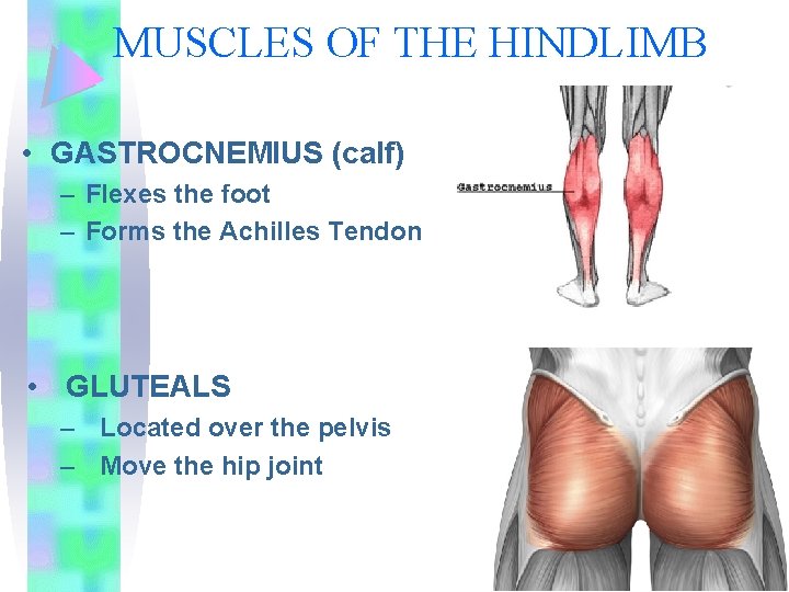 MUSCLES OF THE HINDLIMB • GASTROCNEMIUS (calf) – Flexes the foot – Forms the