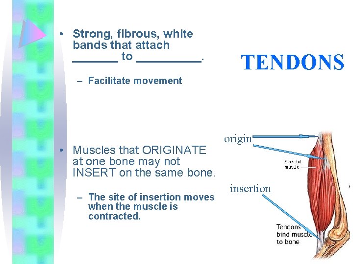  • Strong, fibrous, white bands that attach _______ to _____. TENDONS – Facilitate