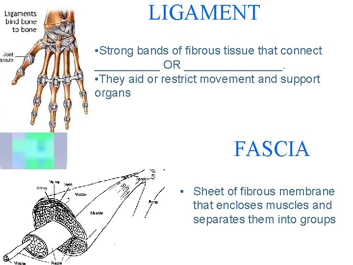 LIGAMENT • Strong bands of fibrous tissue that connect _____ OR ________. • They