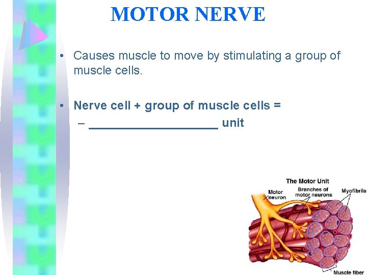MOTOR NERVE • Causes muscle to move by stimulating a group of muscle cells.