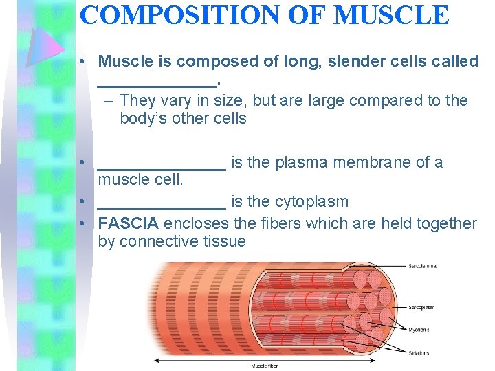 COMPOSITION OF MUSCLE • Muscle is composed of long, slender cells called _______. –