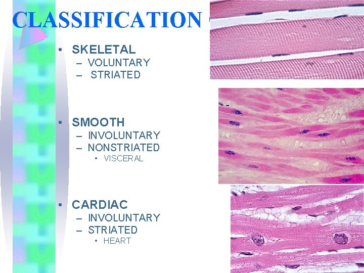 CLASSIFICATION OF MUSCLES • SKELETAL – VOLUNTARY – STRIATED • SMOOTH – INVOLUNTARY –