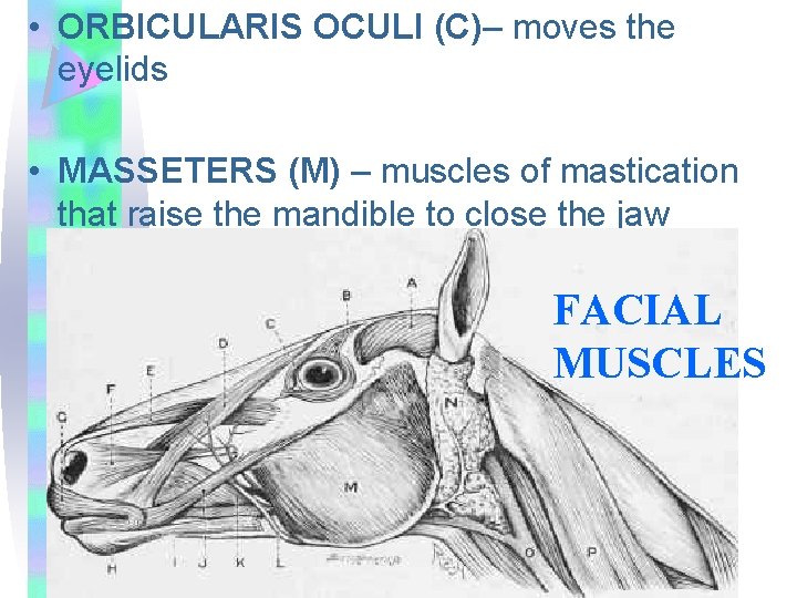  • ORBICULARIS OCULI (C)– moves the eyelids • MASSETERS (M) – muscles of