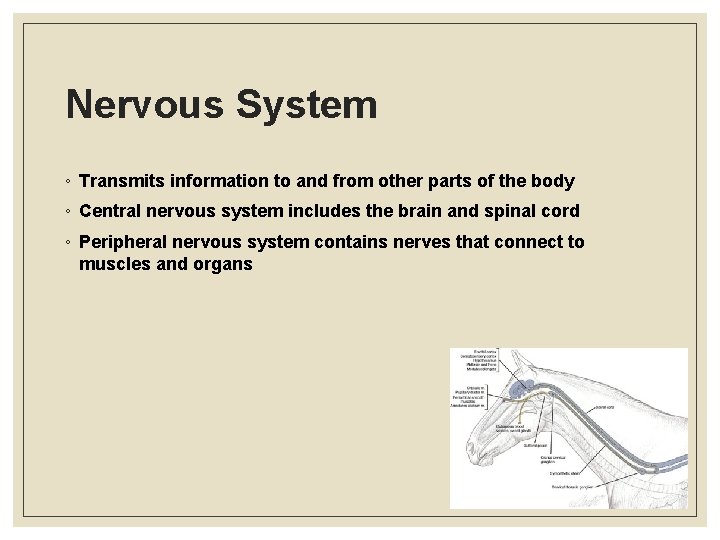 Nervous System ◦ Transmits information to and from other parts of the body ◦