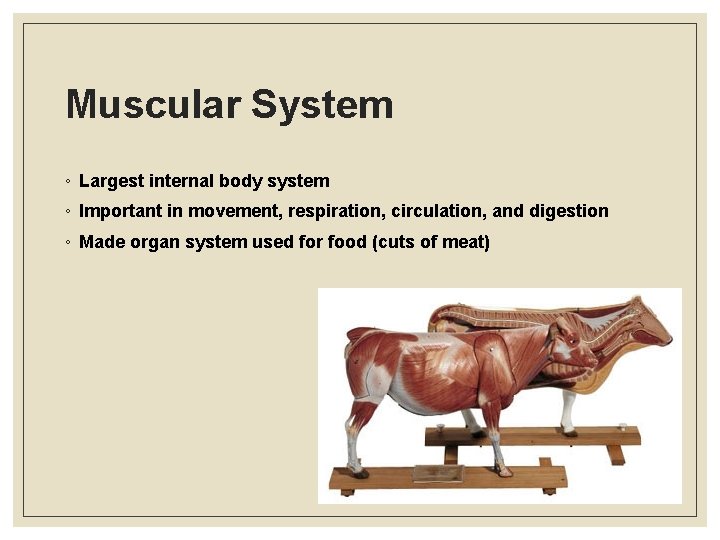 Muscular System ◦ Largest internal body system ◦ Important in movement, respiration, circulation, and